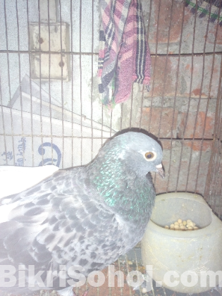 মাক্সি কবুতর